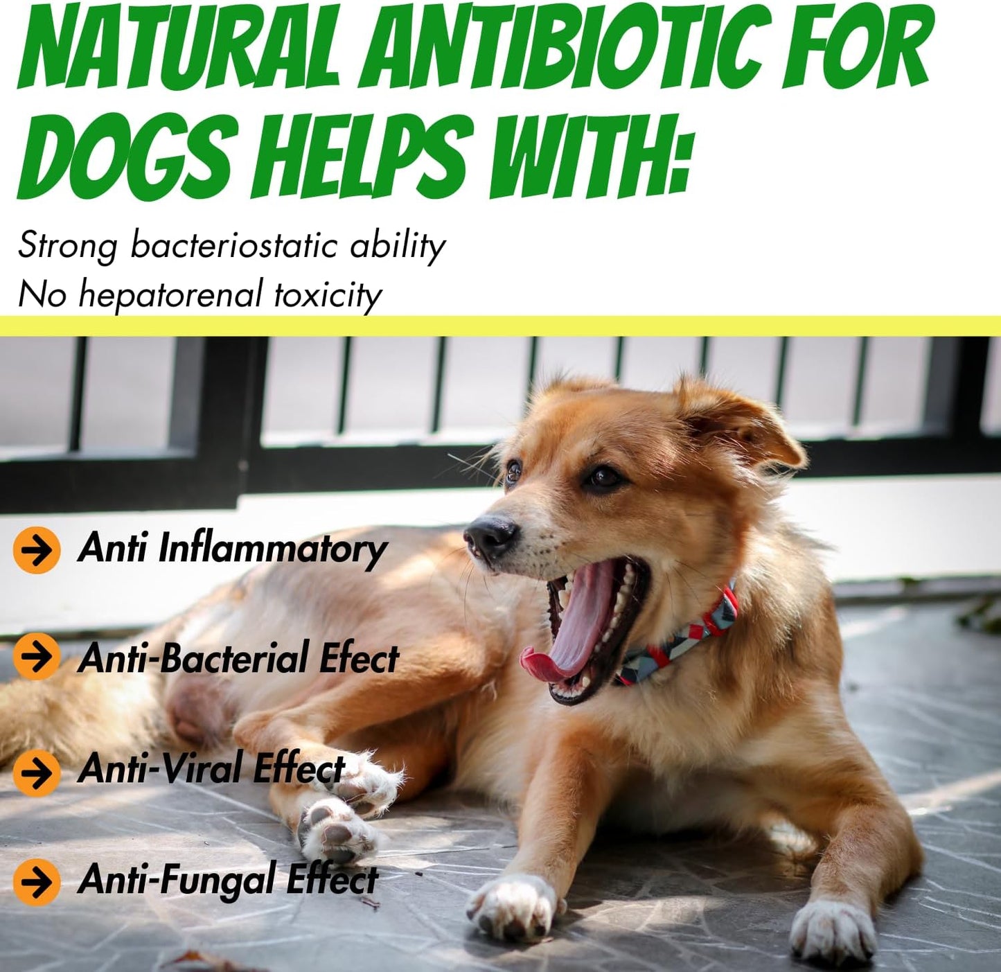 Oimmal Natural Antibiotics Drops for Dogs, 60ml Dropper Bottle