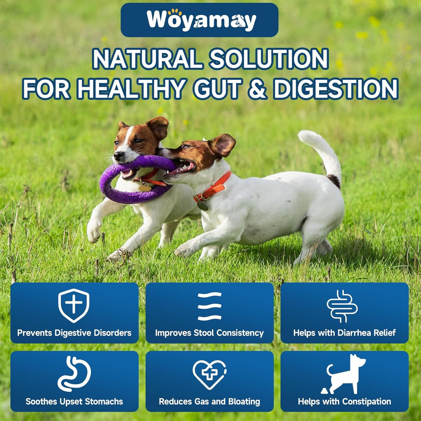 Woyamay Probiotic Treats for Dogs, 200 Soft Chews